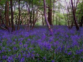 Bluebell Woods