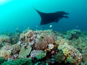 Scuba diving with mantas