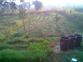 kitchen garden at dawn