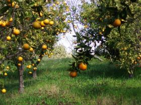 Fruit Orchards