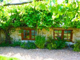 Under the grapevine