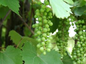 Grapes & Vine