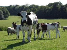 Bardown Cows