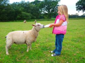 Bottle Feeding The Lambs!