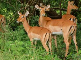 Fisherman's rest impala