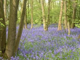 The ancient woodland in Spring