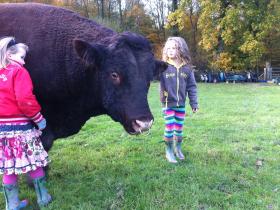 The girls and Jono the bull