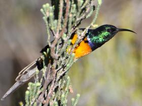 Orange-breasted sunbird