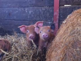 Piglets
