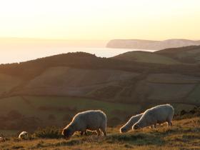 Shorwell bed and breakfast, Isle of Wight