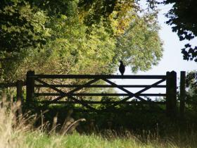 Farm gateway - pheasants and partridges abound