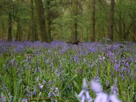 Bluebells in our ancient woodland