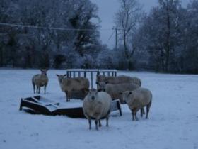 New Forest cottages, sleeps 2, England