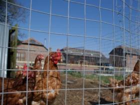 New Forest self catering cottages, England