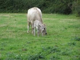 Cow with newborn calf