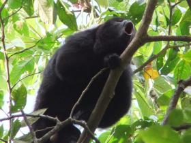 Help monitor howler monkeys at Hickatee