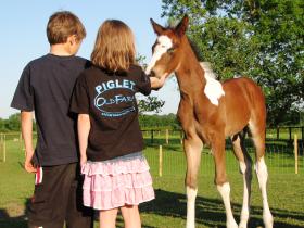 Kids and foal