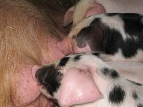 Glamrock Piglets