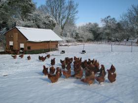 Fresh Free Range Eggs