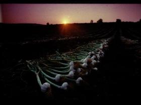 Isle of Wight Garlic at dawn
