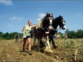 Organic Garlic Harvest
