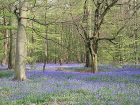 Bluebells in Spring