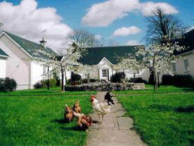 free range poultry at the cottages