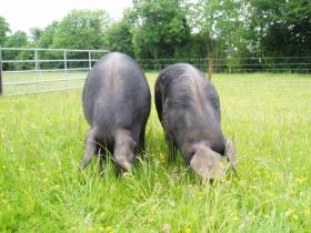 Pigs on the farm