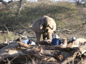 Guests and Elephant at the Outdoor Open Air Hide