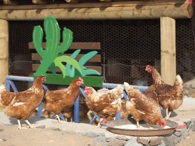 Free range hens