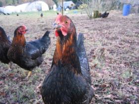hens