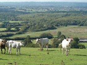 Views over common