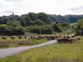 View of Common