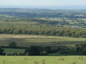 Common and Lower Woods