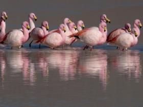 Flamingos - Laguna Colorada - Bolivia