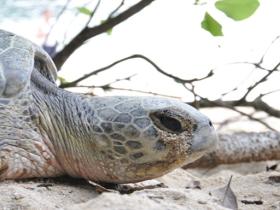 Help with sea turtle conservation