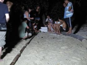 Help release turtle hatchlings at night.