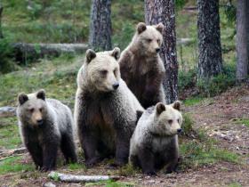 Bears