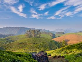 tea plantation