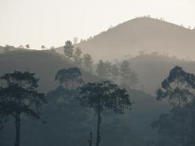 early morning mist tea plantation