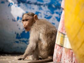 monkey