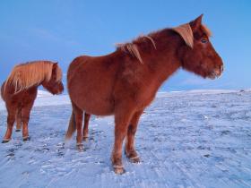 Icelandic Horses