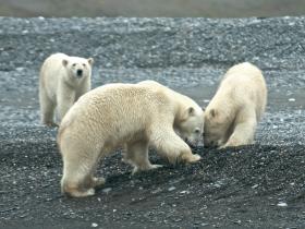 Polar Bears