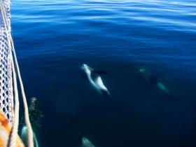 Dolphins on the bow!