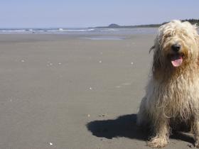 More sandy beach than you can run in a day