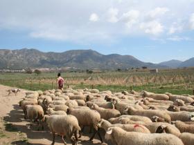 Local Shepherd