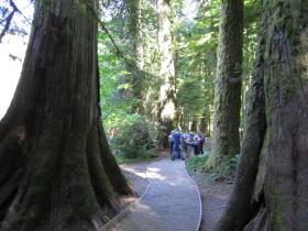 Cathedral Grove