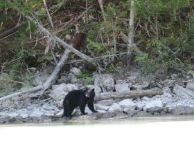 Black bear near Tofino
