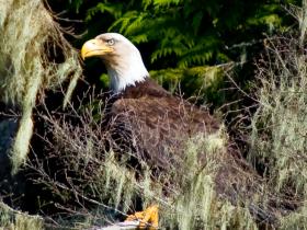 Eagle on Sunshine Coast