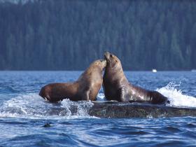 Sea Lions near Tofino
